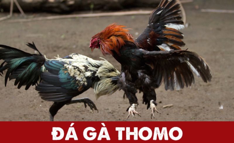 da ga thomo hinh