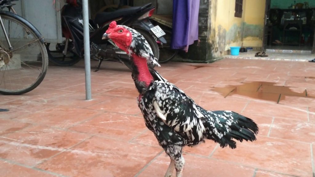 13 mau long ga choi - Cach nhan biet ga hay ga do hinh 8 
