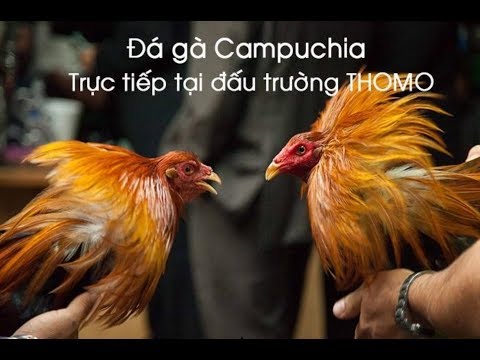 da ga campuchia hinh 1