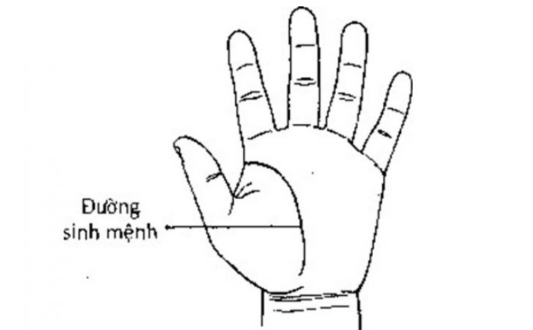Xem chỉ tay đường sinh mệnh