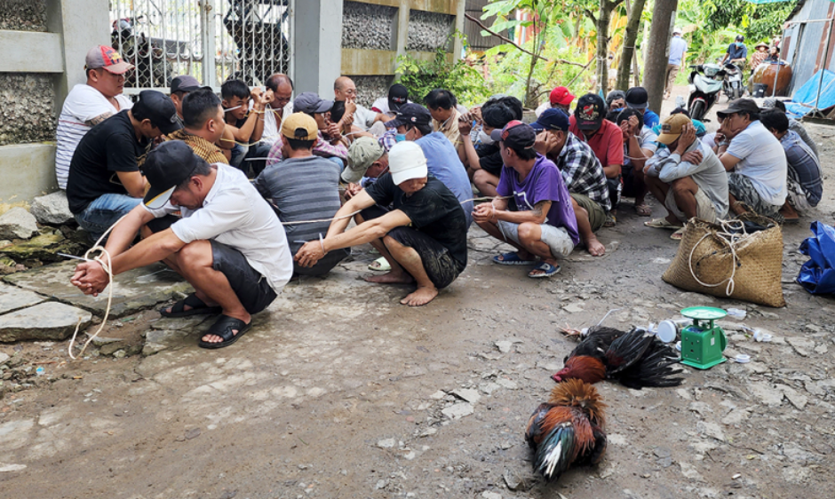 Đá gà ăn tiền có bị bắt không? da ga an tien co bi bat khong
