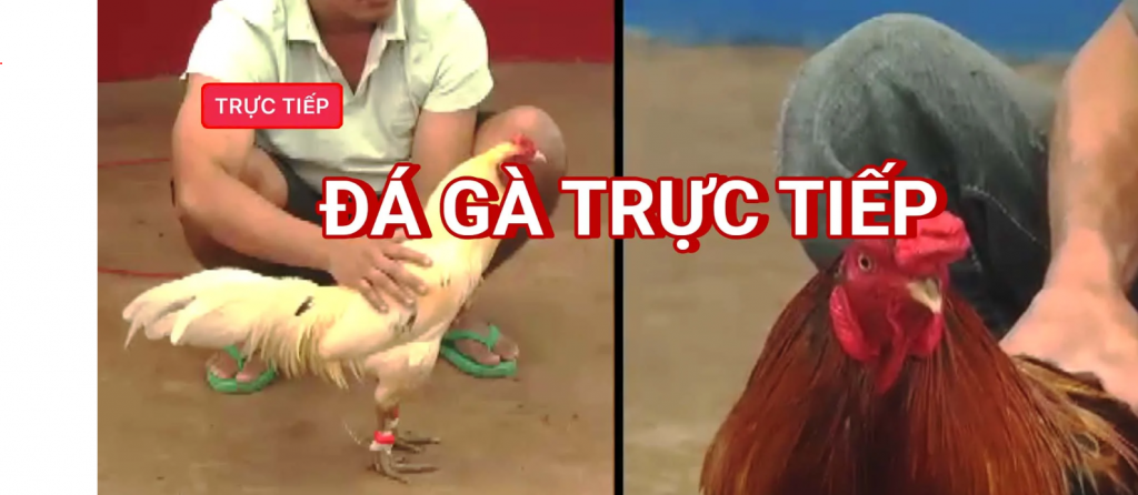Quăng bạc ăn lai trong đá gà quang bac an lai trong da ga