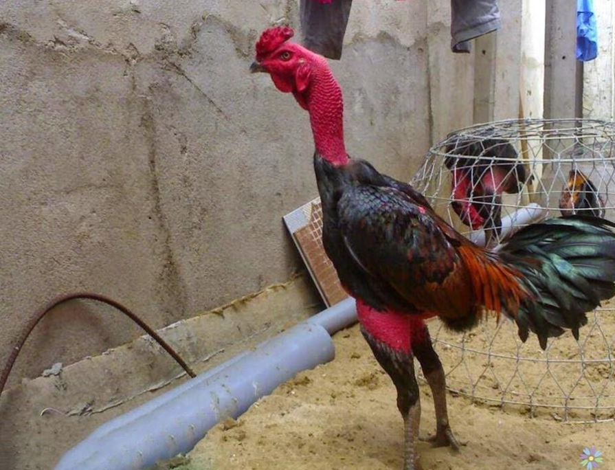 Cách tính tiền đá gà cach tinh tien da ga
