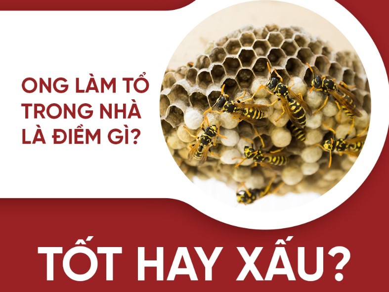 Ong làm tổ trong nhà mang điềm gì? Ong lam to trong nha mang diem gi?